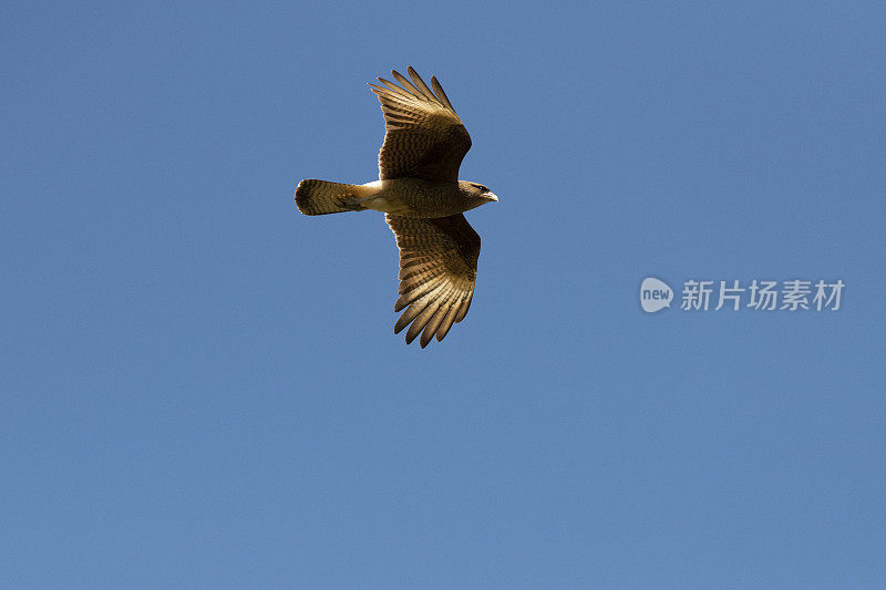 Chimango Caracara (Milvago ximango)